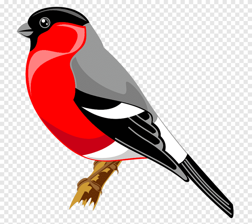 Снегирь Птица снегирь