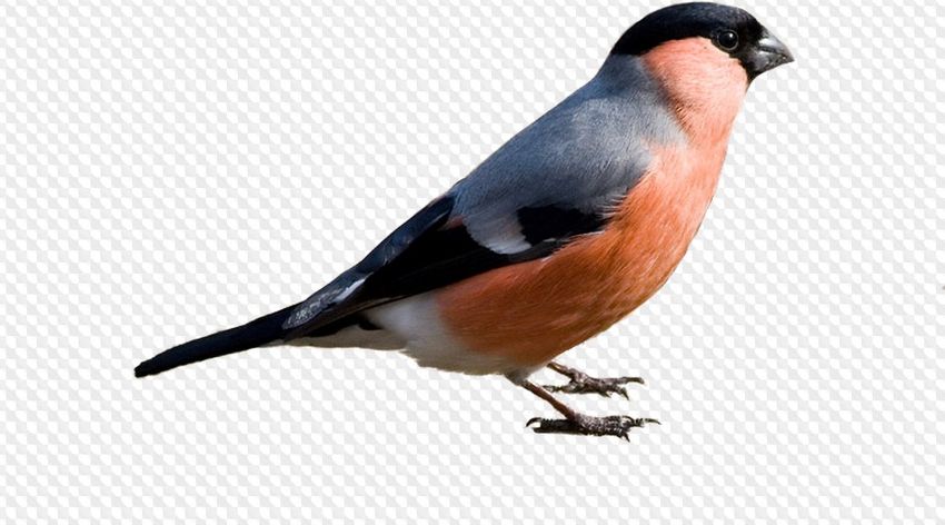 Птица снегирь Снегирь на белом фоне