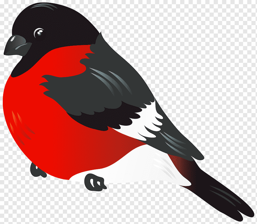 Снегирь Птицы снегирь