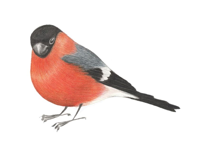 Снегирь Снегирь на белом фоне