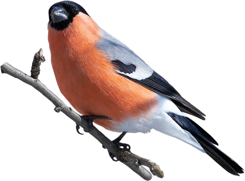 Птица снегирь Снегирь