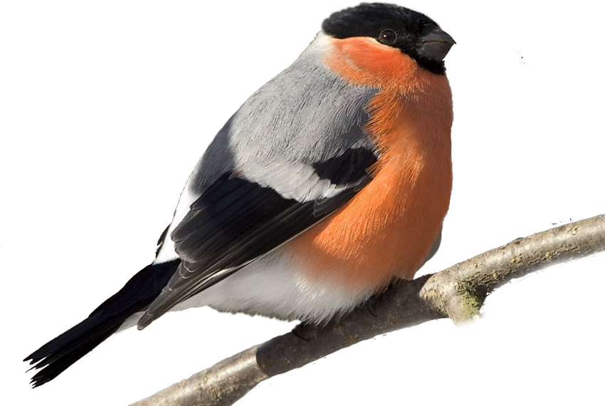 Птица снегирь Снегирь