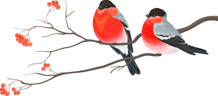 Снегирь на белом фоне Снегирь птица