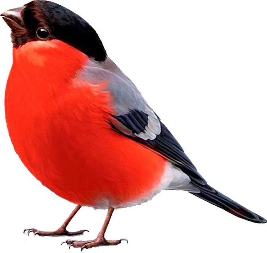 Снегирь Птица снегирь