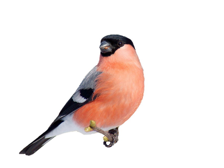 Снегирь птица Снегирь на белом фоне