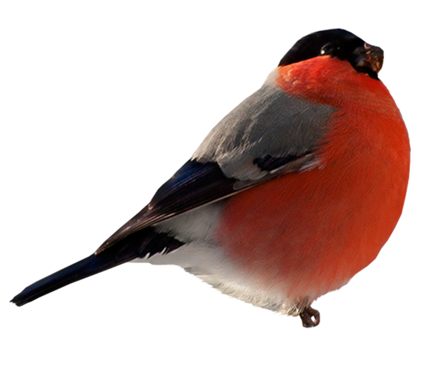 Снегирь Птица снегирь