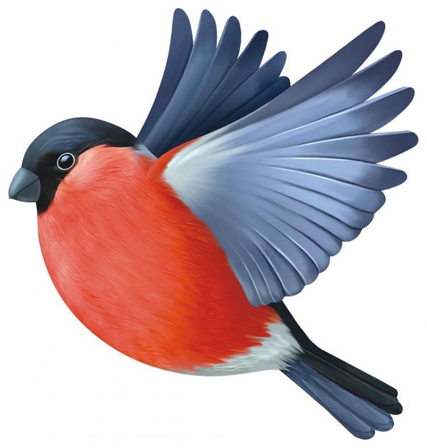 Птица снегирь Летящий снегирь