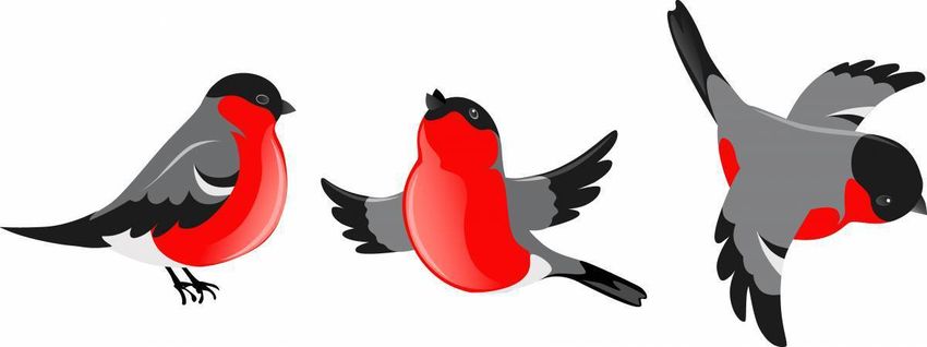 Птица снегирь Снегирь на белом фоне