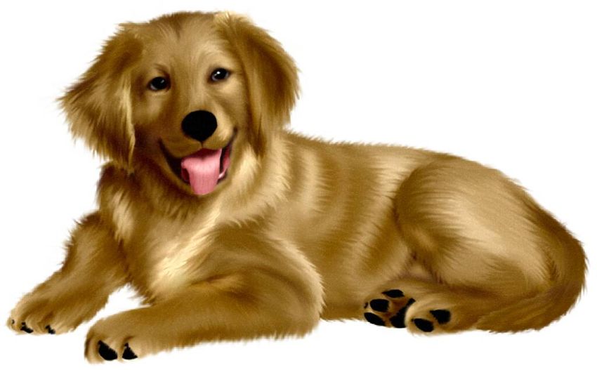 Собака на прозрачном фоне Золотистый ретривер