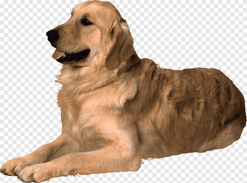 Золотистый ретривер Собака на прозрачном фоне