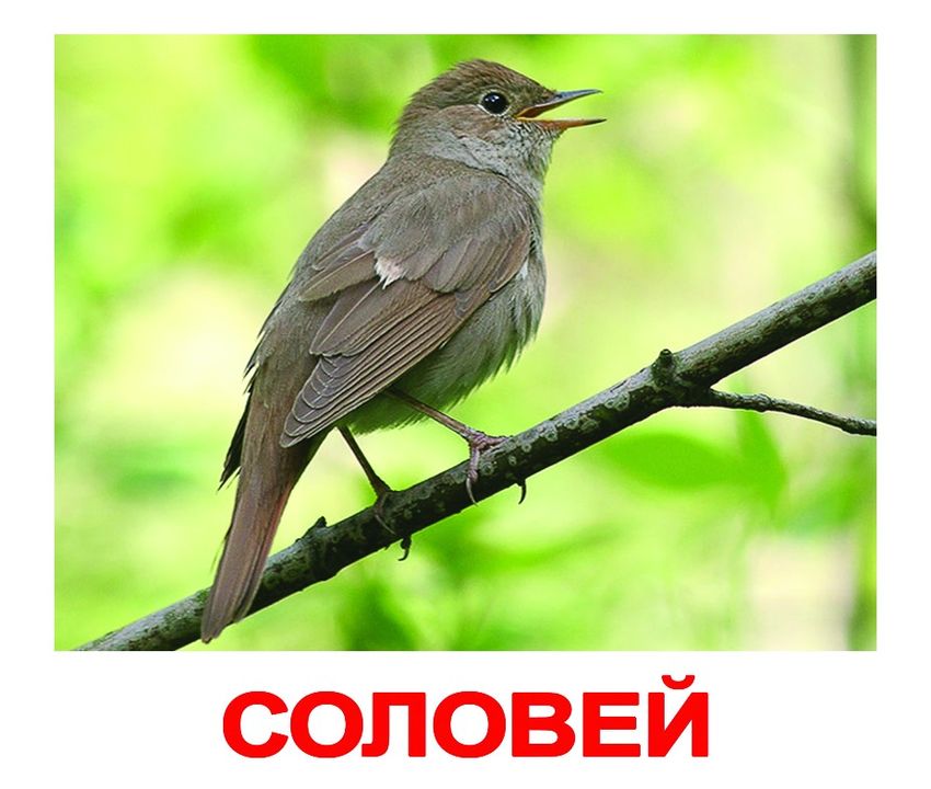 Соловей