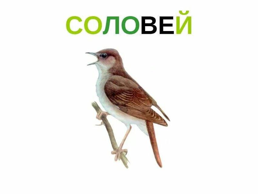 Соловей для детей