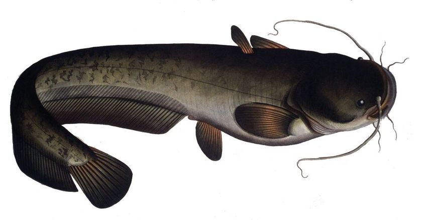 Зубатка (silurus glanis)
