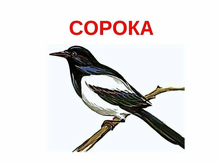 Сорока рисунок