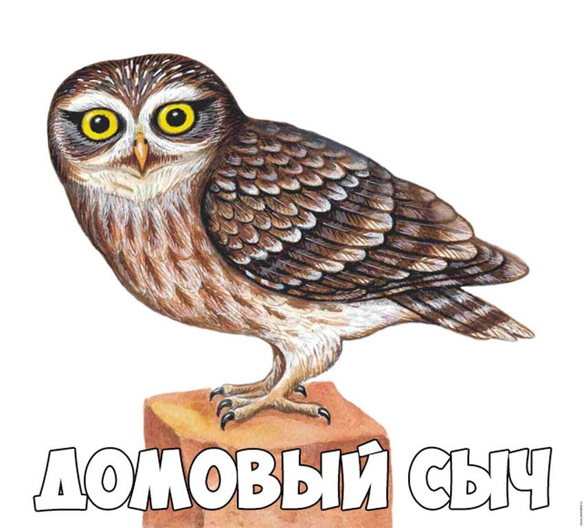 Сыч