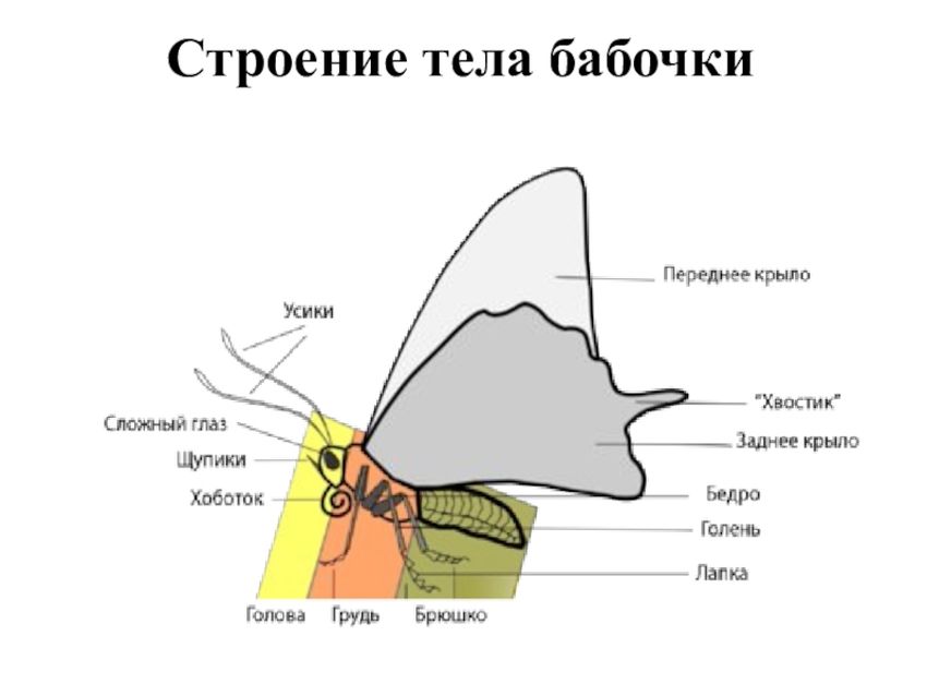 Чешуекрылые бабочки строение