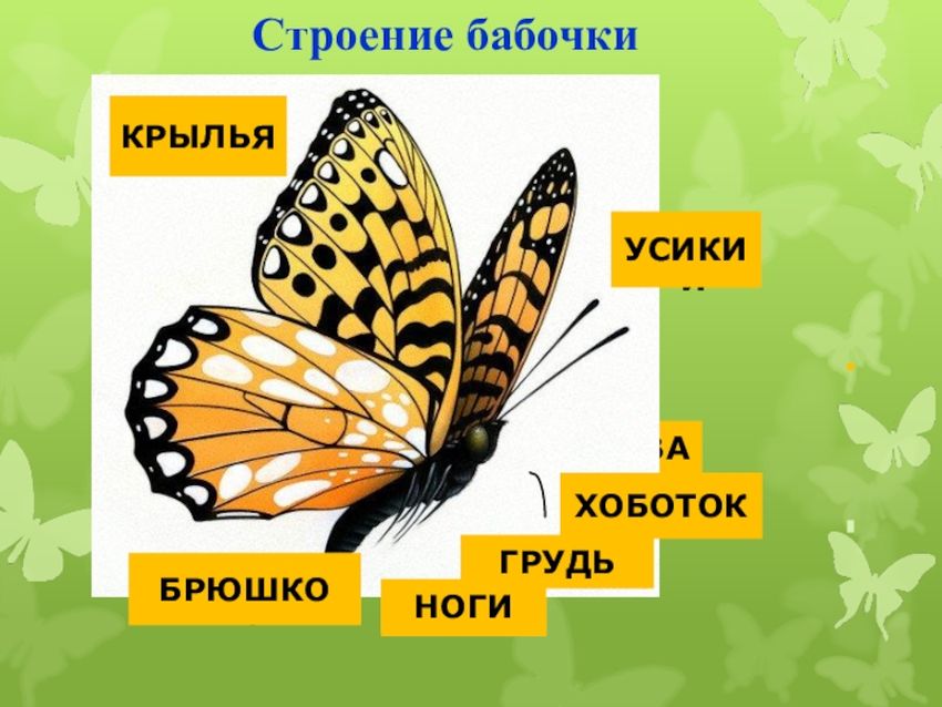 Строение бабочки для детей