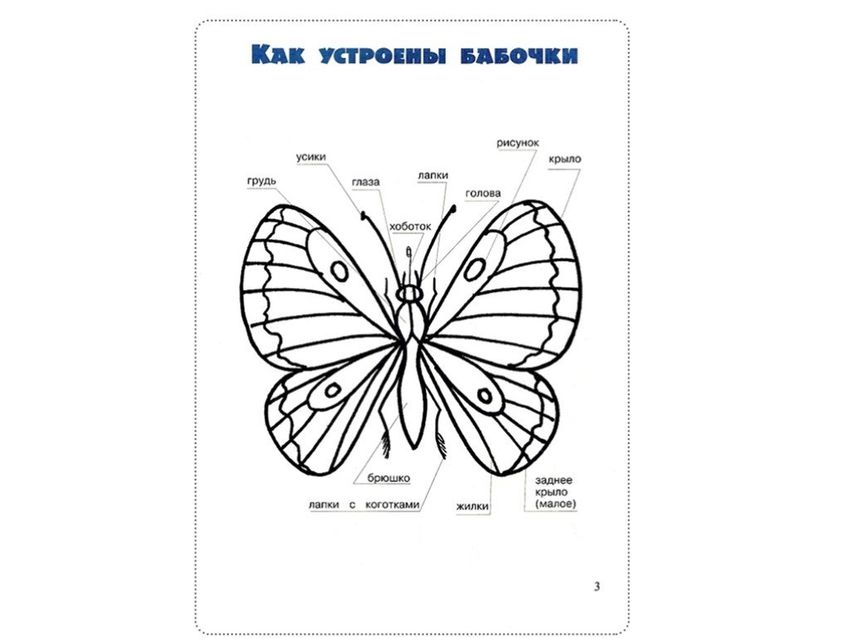 Бабочка раскраска