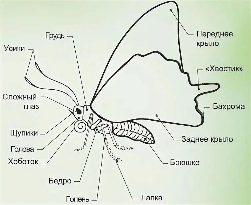 Чешуекрылые бабочки строение