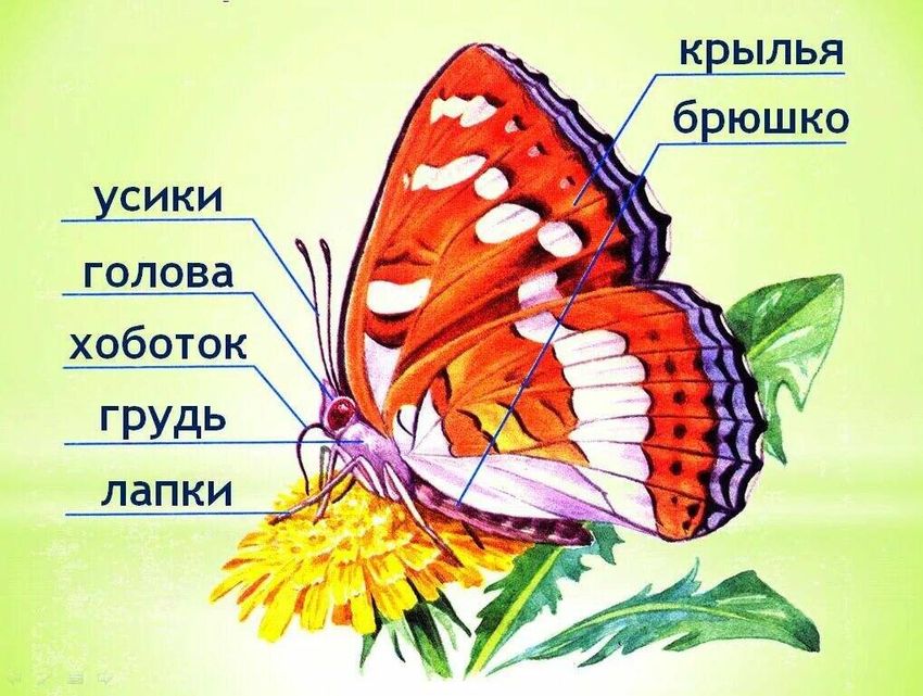 Части тела бабочки