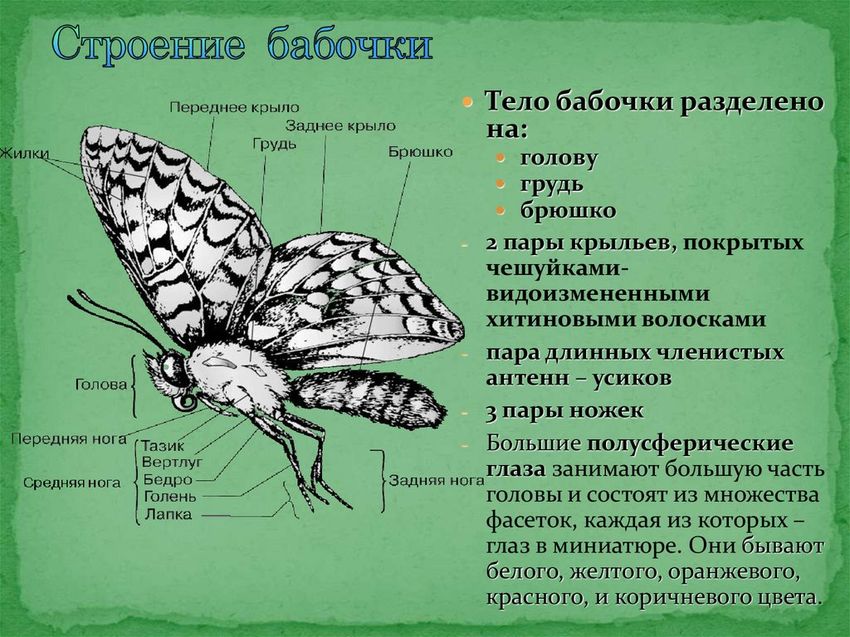 Чешуекрылые бабочки строение