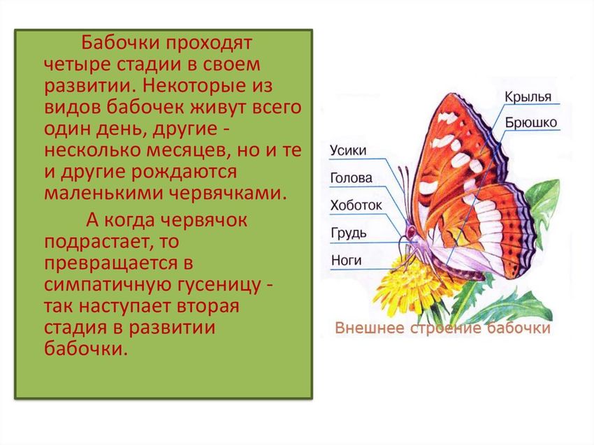 Строение бабочки для детей