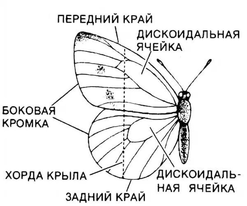 Чешуекрылые строение крыльев