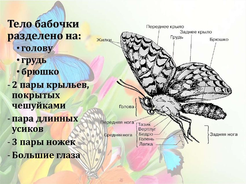 Строение тела бабочки