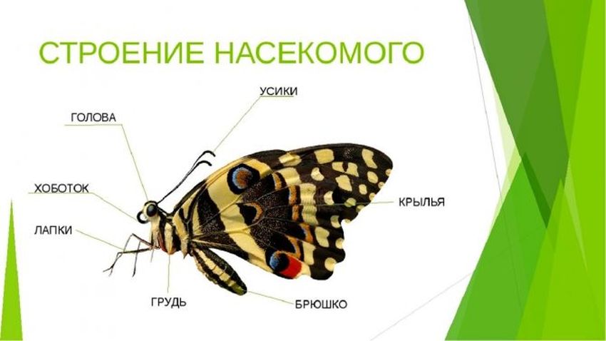 Внешнее строение насекомых