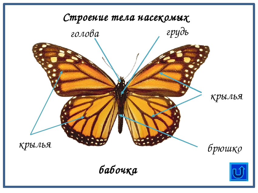 Крылья бабочки