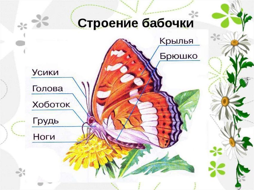 Чешуекрылые бабочки строение