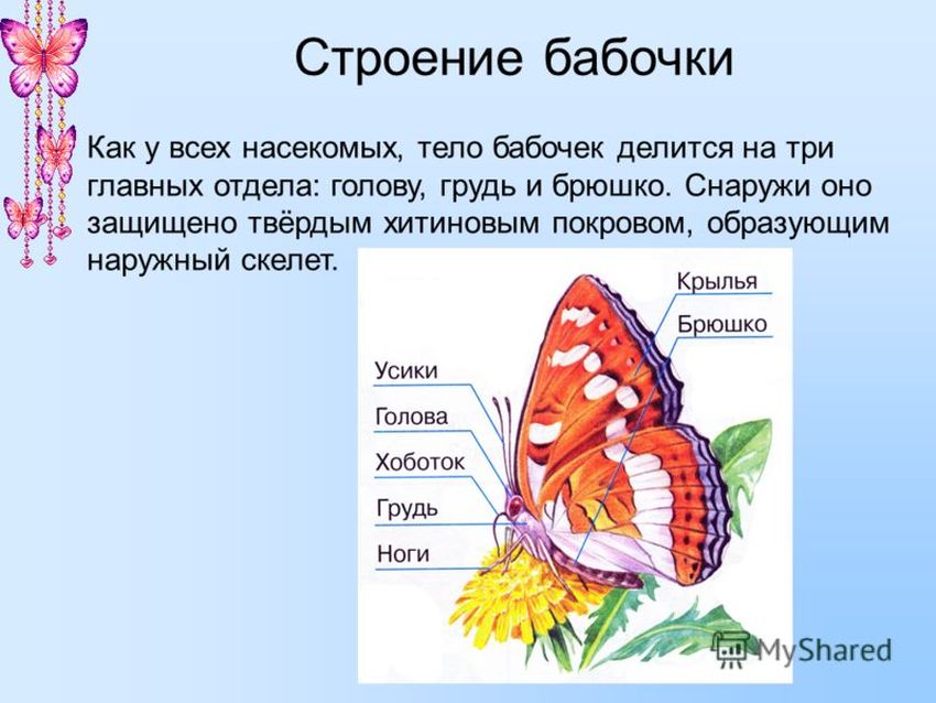 Отделы тела бабочки