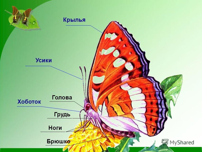 Строение тела бабочки