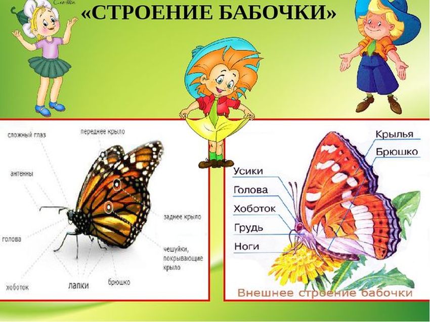 Внешнее строение бабочки