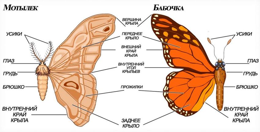 Внешнее строение бабочки