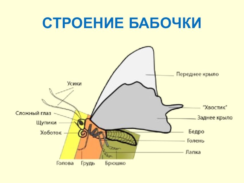 Чешуекрылые бабочки строение