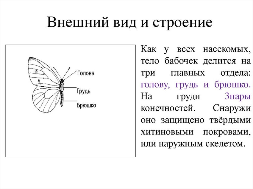 Строение бабочек