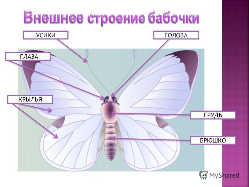 Бабочка части тела