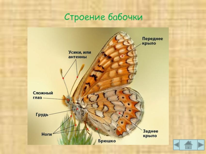 Чешуекрылые бабочки строение