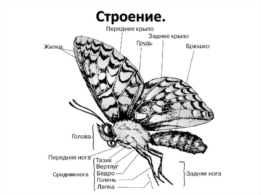 Чешуекрылые бабочки строение