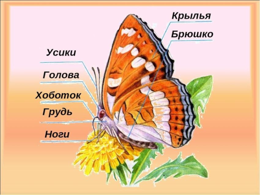 Части тела бабочки
