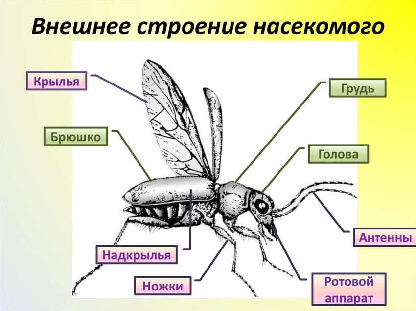 Насекомые внешнее строение
