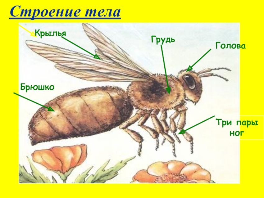 Строение насекомых