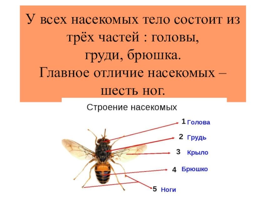 Строение насекомых