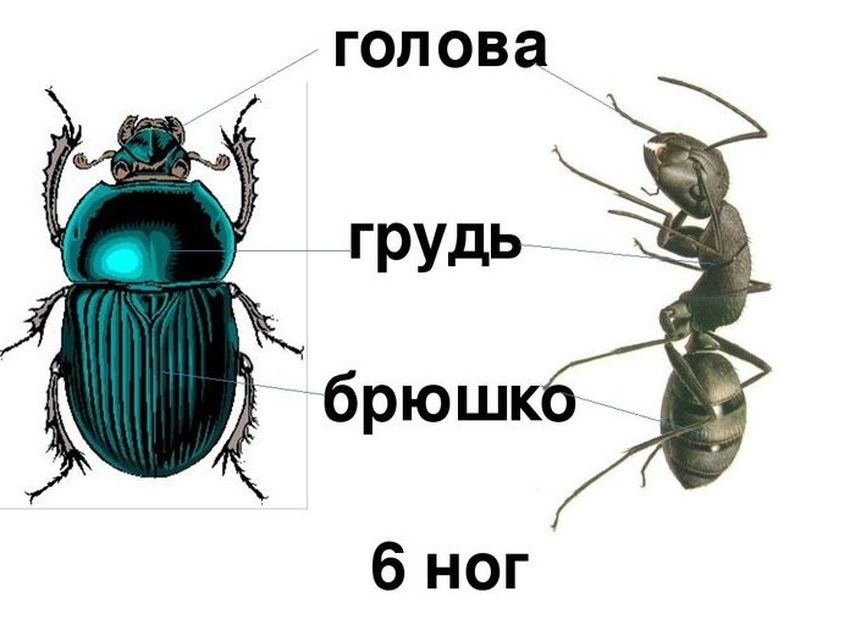 Части тела насекомых