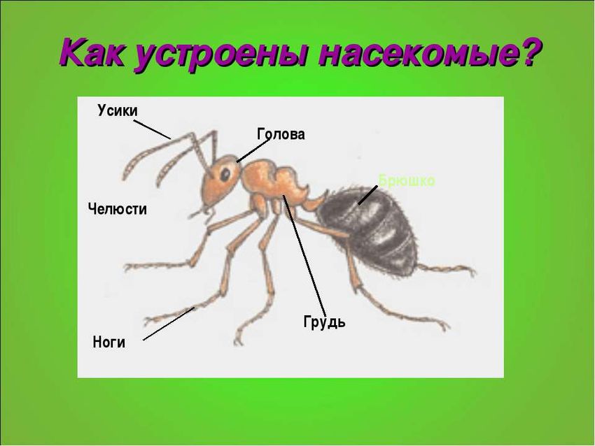 Строение тела муравья