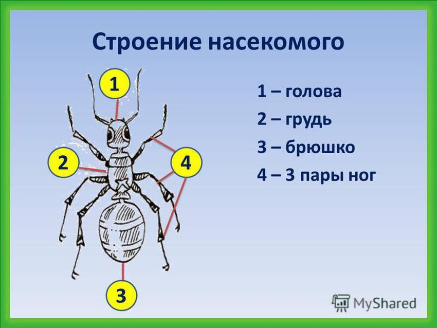 Строение насекомых внешнее строение майского жука