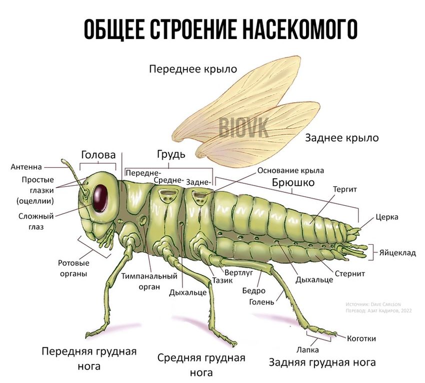 Строение насекомых
