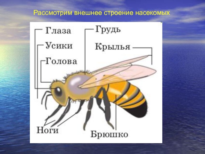 Строение насекомых