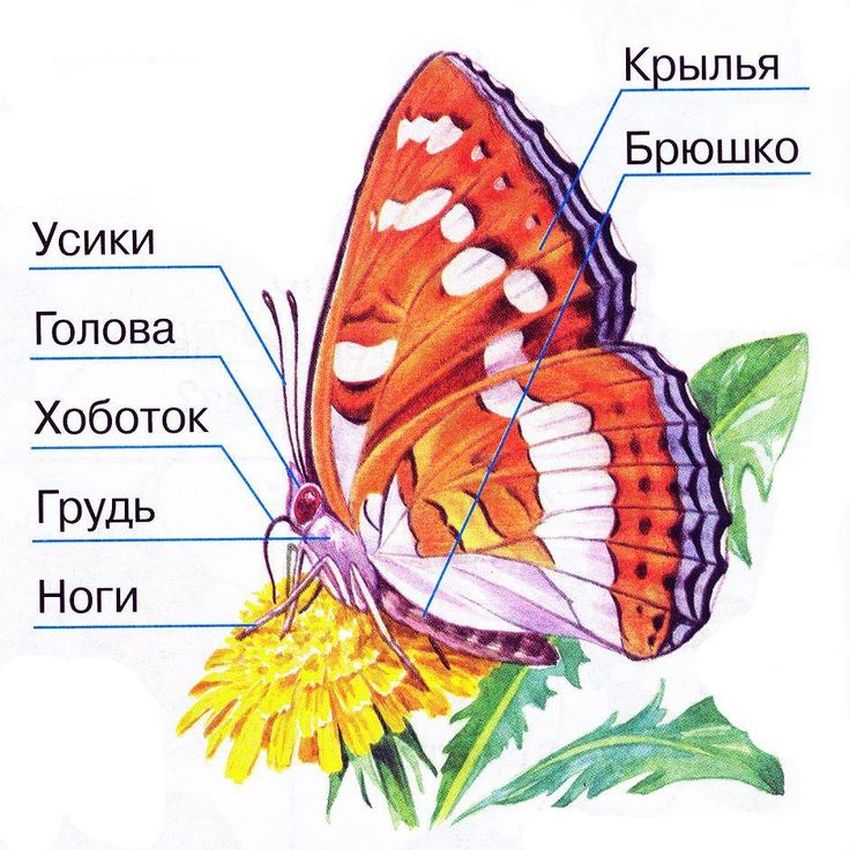 Части тела бабочки
